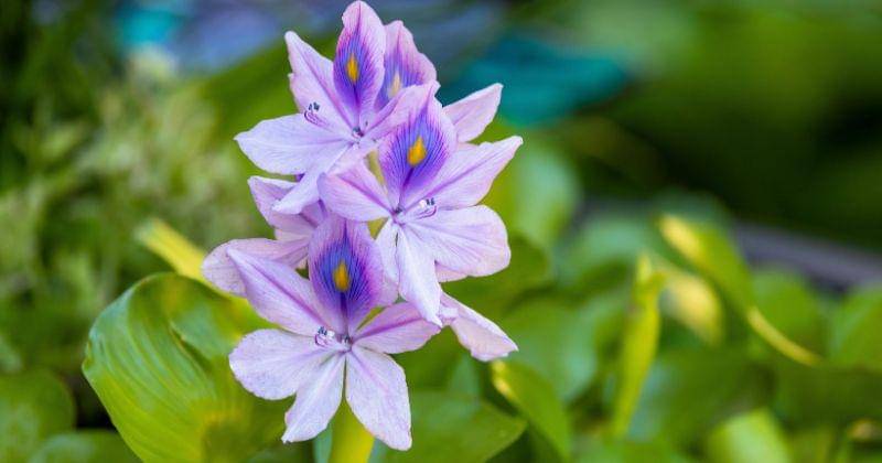 Pexels/Mohan Nannapaneni